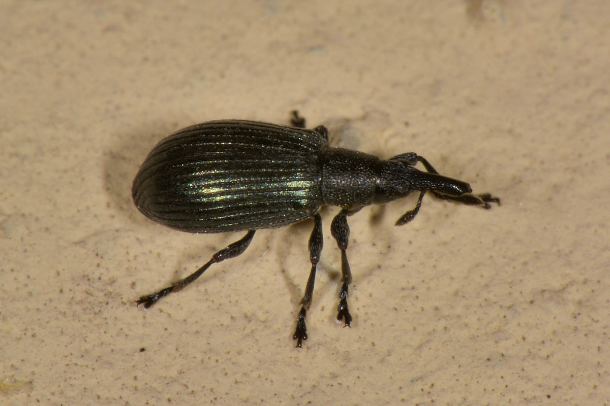 Apionidae: Perapion sp? Perapion cfr. violaceum